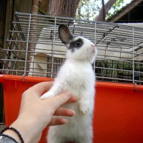 No photo for Pavlov