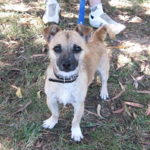 No photo for Spunk Rat