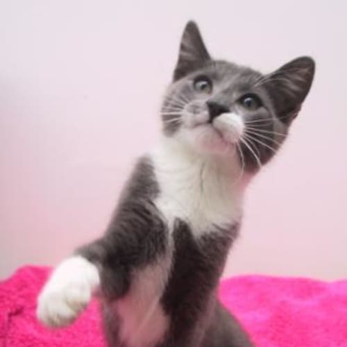 No photo for Romanov