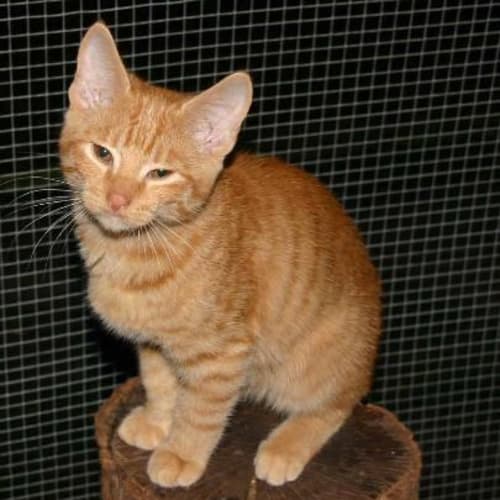 Reynard