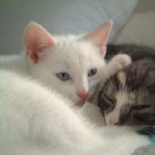 No photo for Pixie & Marshmellow