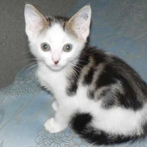 No photo for Catbert