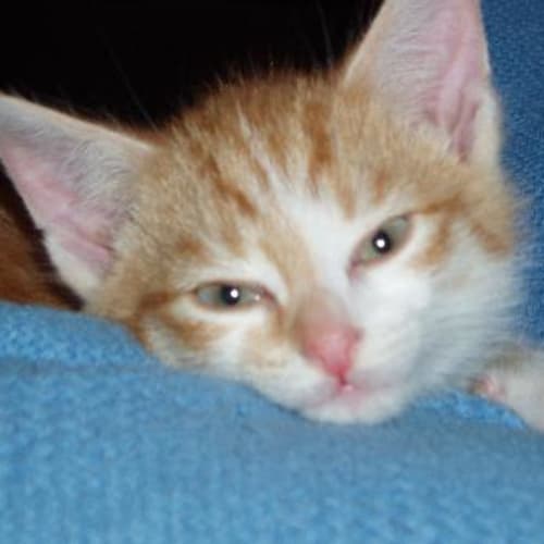 No photo for Light Boy