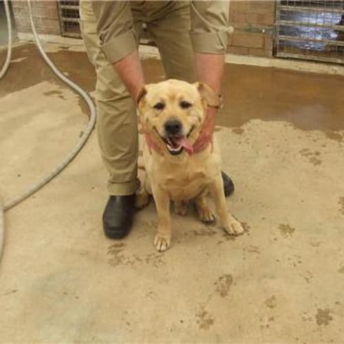 No photo for **Adoption Pending** Sonny