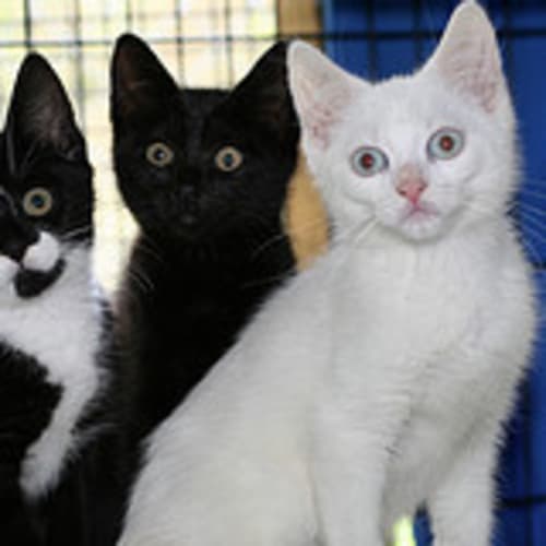 No photo for Snowflake