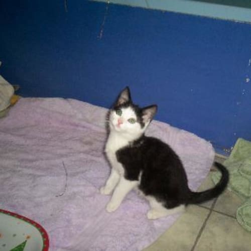 No photo for "Bubbles"   Adoption Pending