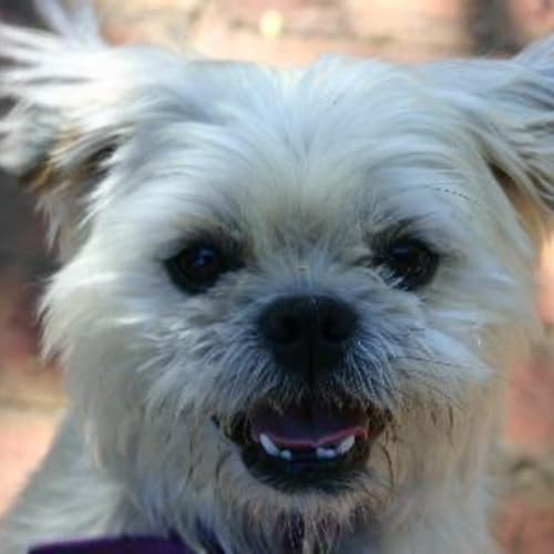 No photo for **Adoption Pending**Benny