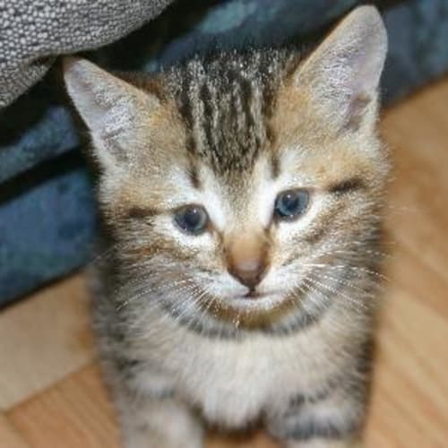 No photo for ** Adoption Pending ** Tigger