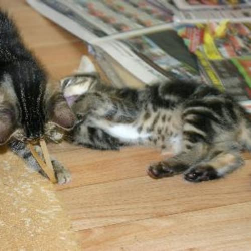 No photo for Cyclone