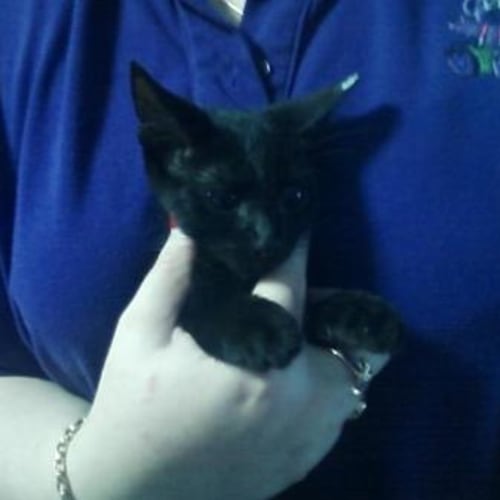 No photo for Ling Ling