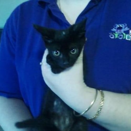 No photo for Sputnik