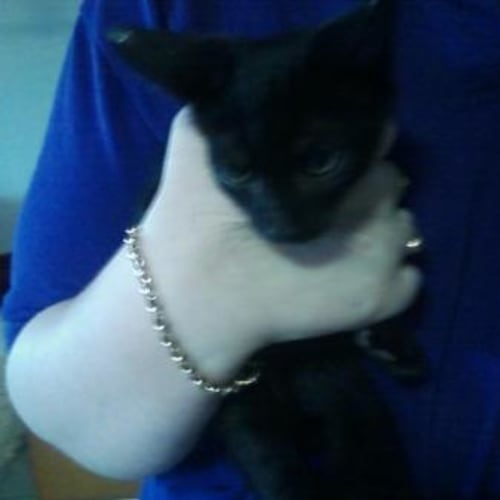 No photo for Foxy Love