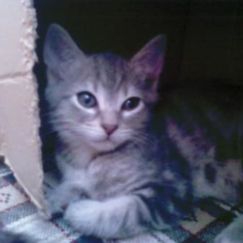 No photo for Mr Tinks