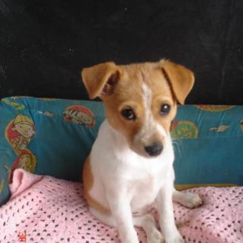 No photo for Bonny (On Hold)