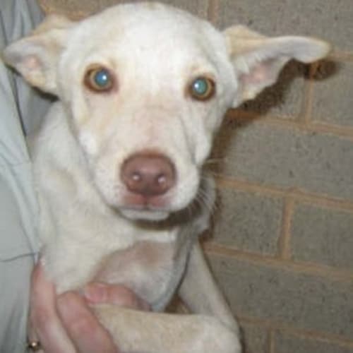 No photo for Custard**Adoption Pending**