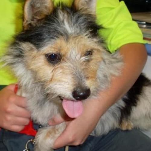 No photo for Cleopatra *Adoption Pending*