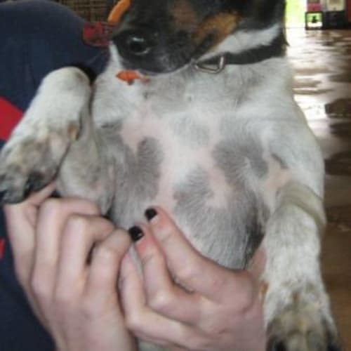 No photo for Mick** Adoption Pending**