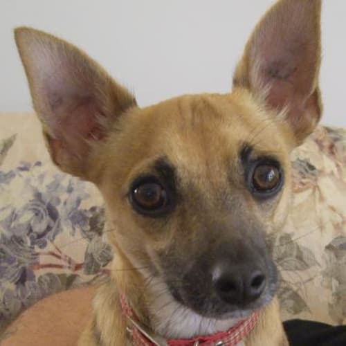 No photo for Sharkie