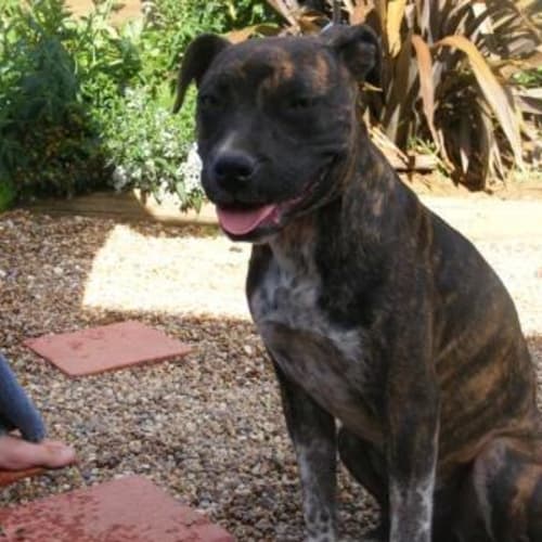 No photo for Zulu (Adoption Pending)