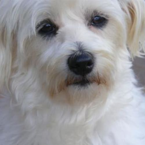 No photo for Oscar (Adoption Pending)