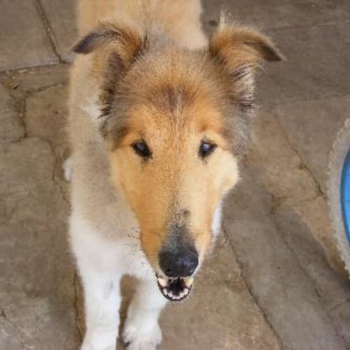 Sassie - **On Trial**