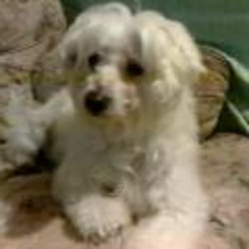 No photo for **Adoption Pending** Minty
