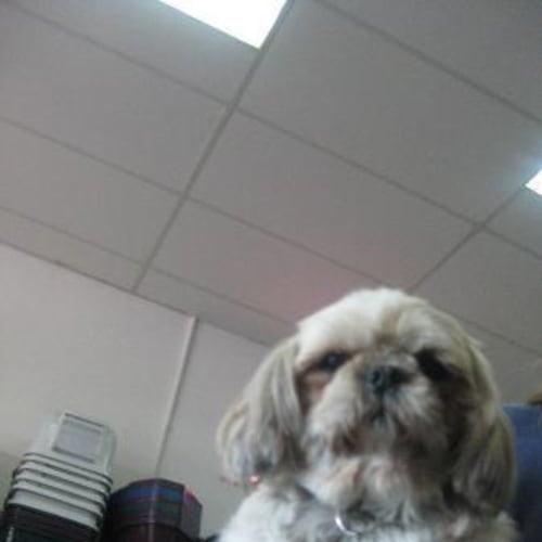 No photo for Tuppi