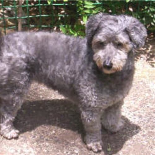No photo for Bella