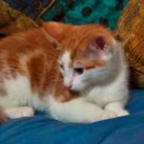 No photo for Nuggett