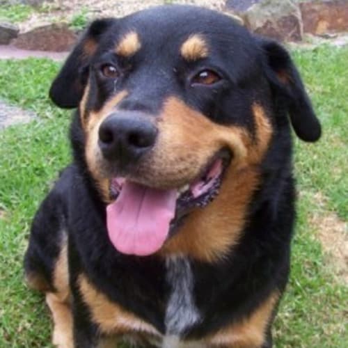 No photo for Bronson