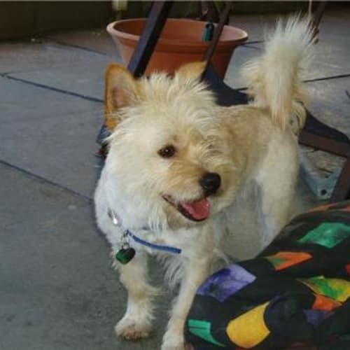 No photo for **Adoption Pending**Alfie