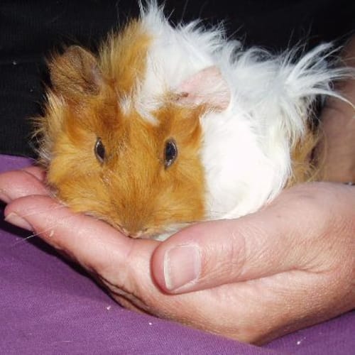 No photo for Bella