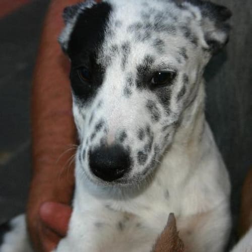No photo for ** Adoption Pending** Gulara