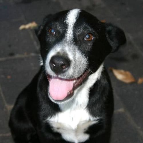 No photo for **Adoption Pending**Leon