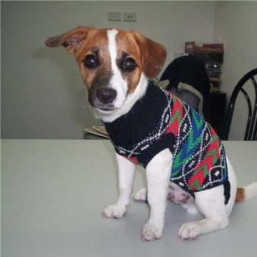 No photo for **Adoption Pending**Harry