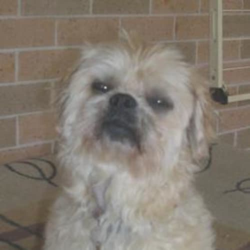 Rufus