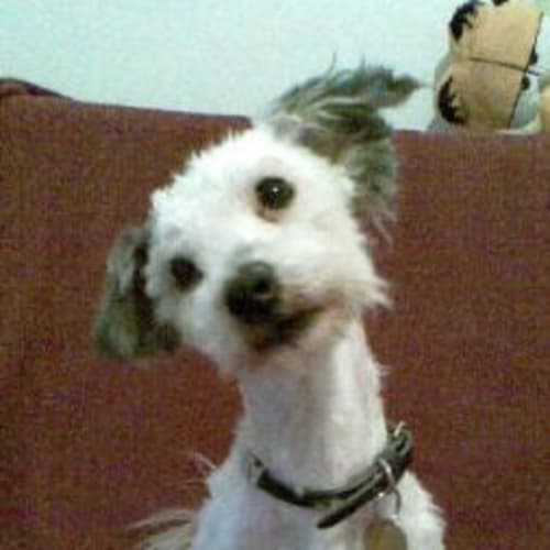 Angus