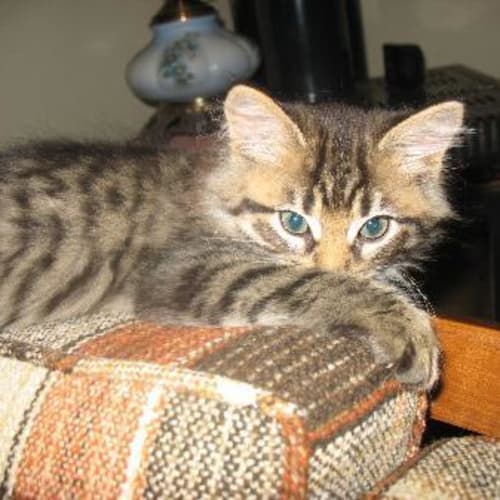 Coco Bean