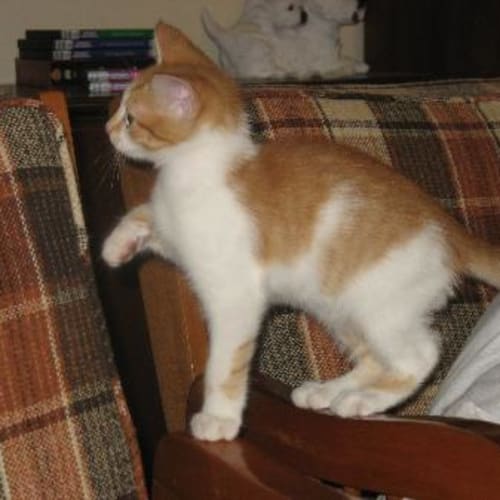 Milo