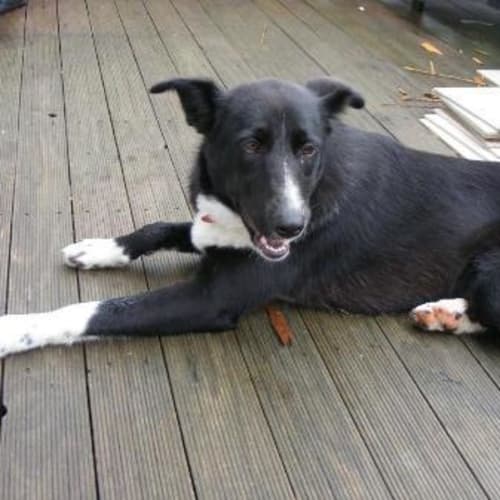No photo for Tess   Adoptedl!