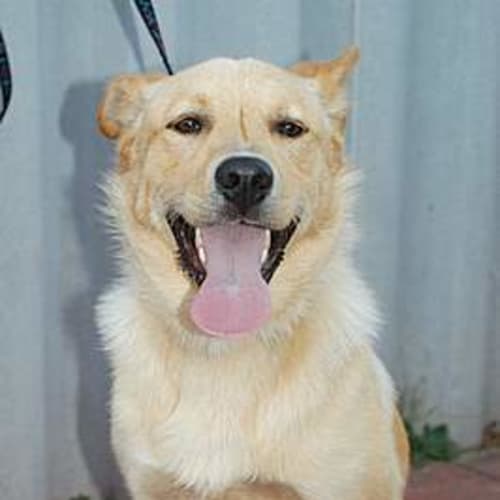 No photo for **Adoption Pending**Jackson