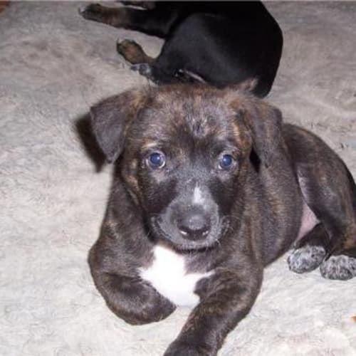 No photo for **Adoption Pending**Simone