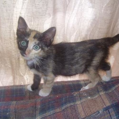 No photo for Torti
