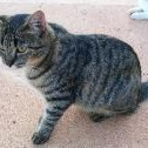 No photo for Ollie   Adopted