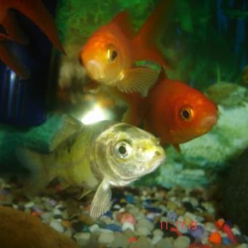 No photo for Amber, Orange& Goldie.(On Hold)