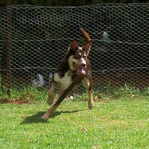 No photo for Elvis *Urgent*