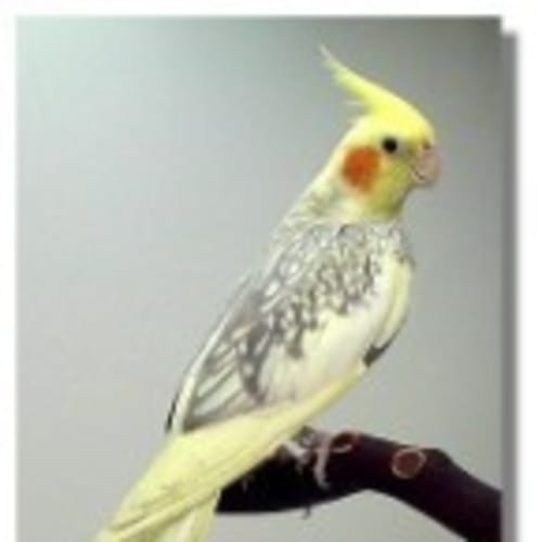 No photo for Cockatiels