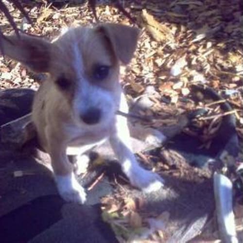 No photo for *Adoption Pending* Lucy