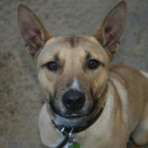 No photo for **Adoption Pending** Jack