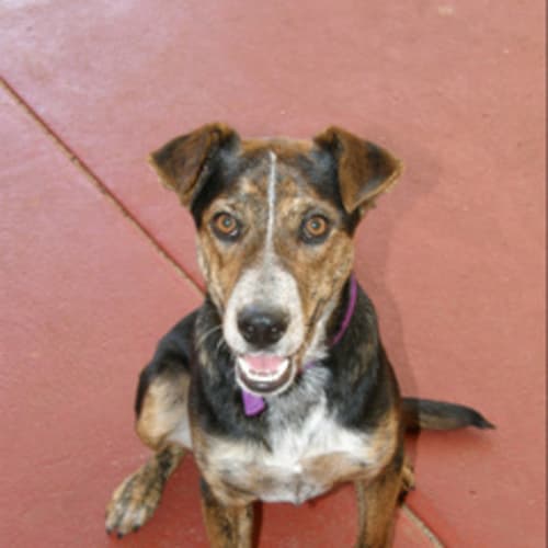 No photo for **Adoption Pending**Pete